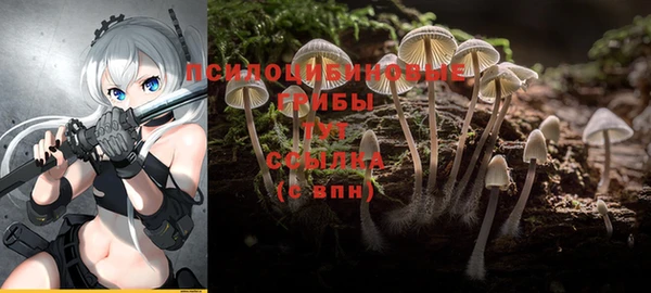стаф Новодвинск